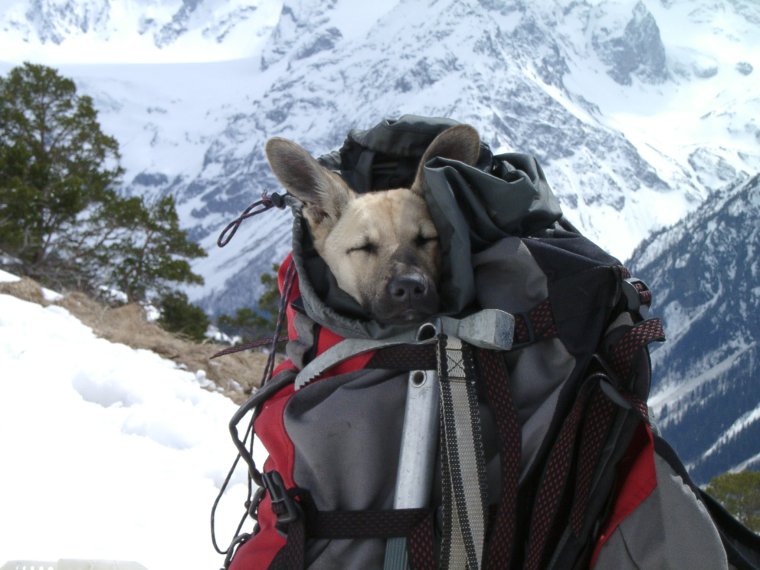 Собака турист