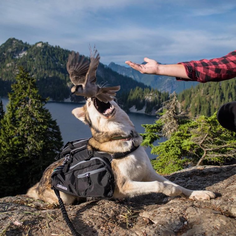 Забавные ситуации с животными
