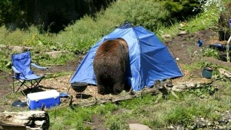 Палатка медведь