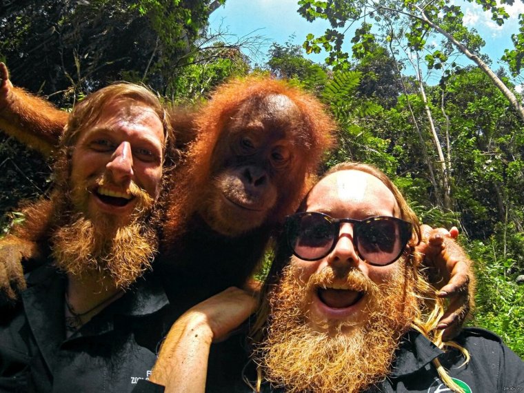 Селфи обезьяны