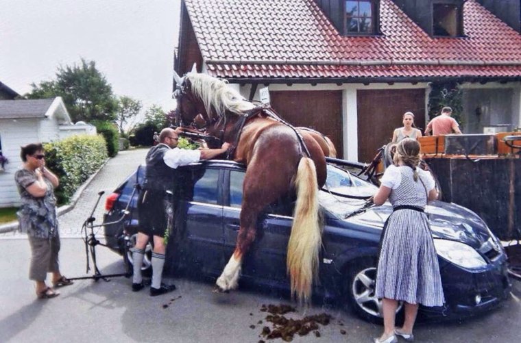 Неудачные фотосессии с лошадьми