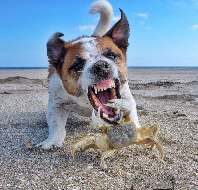 Прикольные фото для поднятия настроения