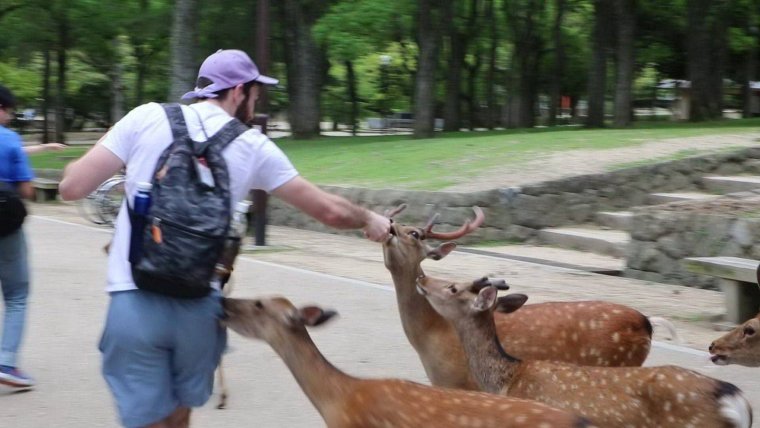 Человек в маске собаки