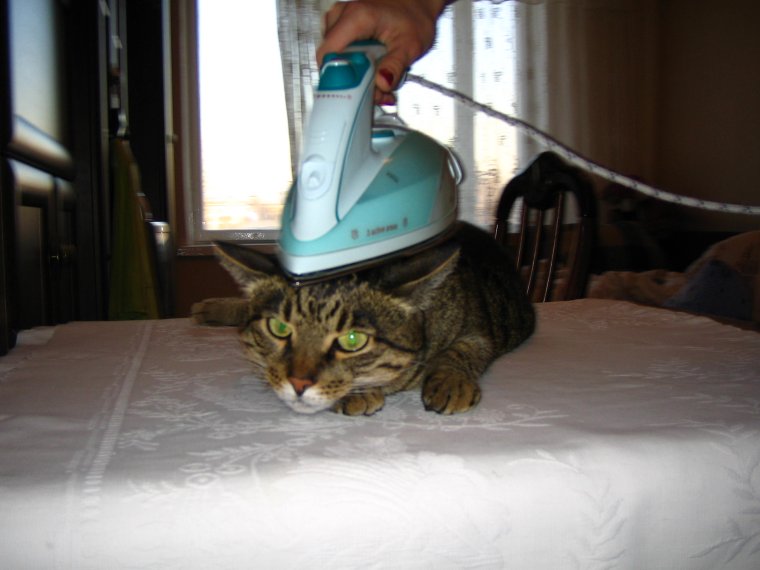 Кошка и утюг