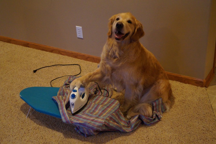 Смешные ситуации с собаками