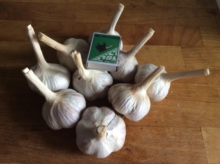 Форма чеснока