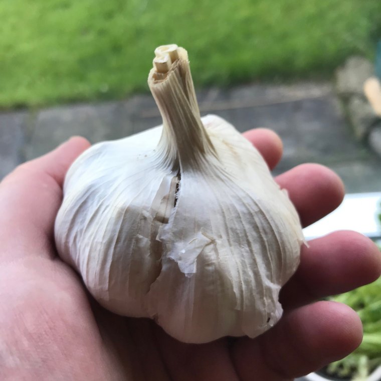 Гигантский чеснок