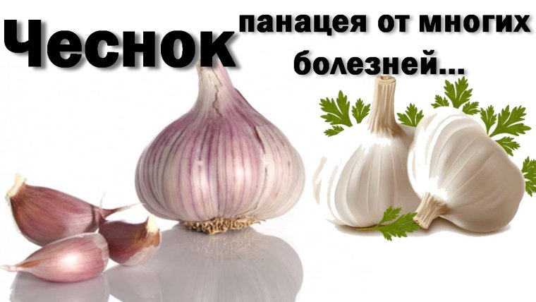 День чеснока