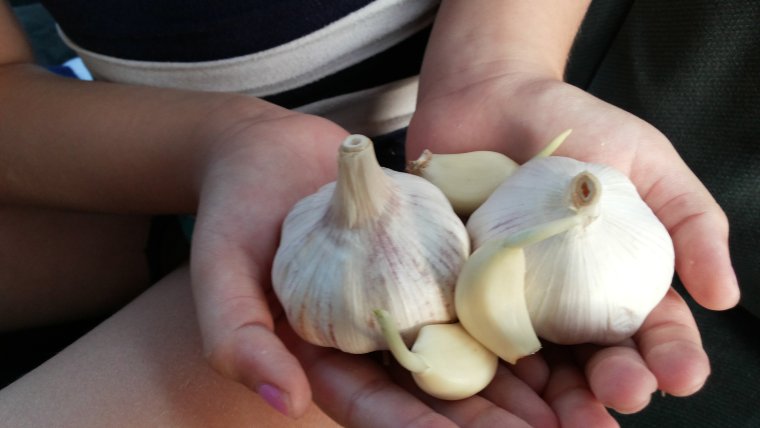 Чеснок в руке