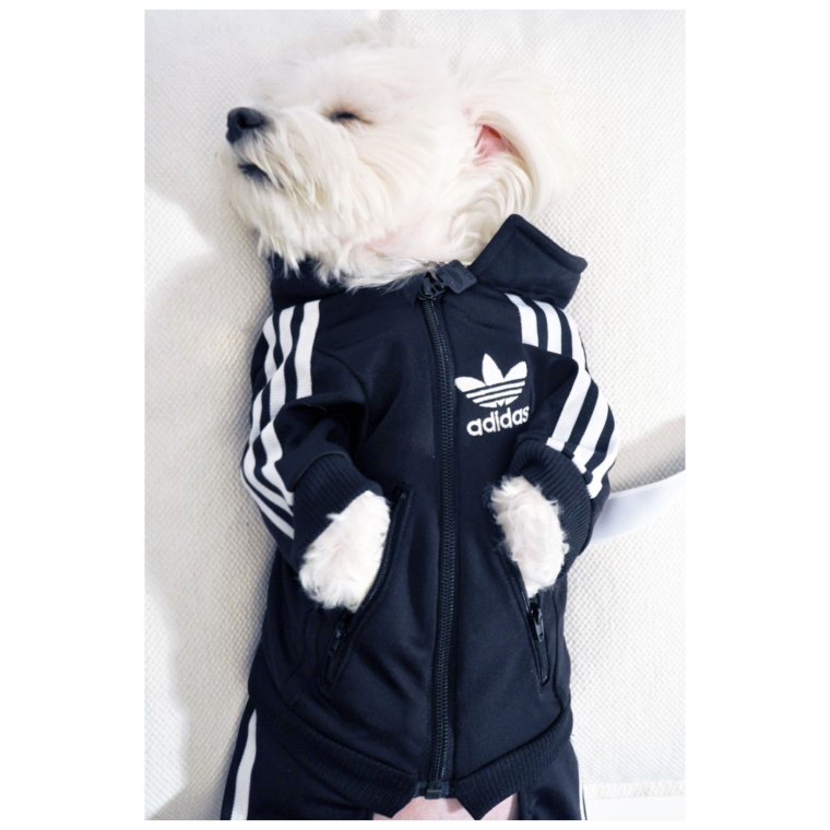 Собака в костюме адидас