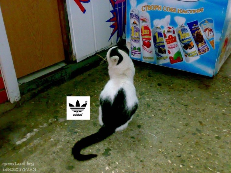 Смешные коты в адидасе