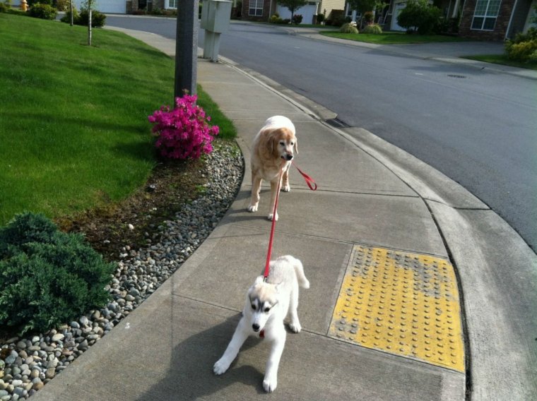 Выгул собак прикол