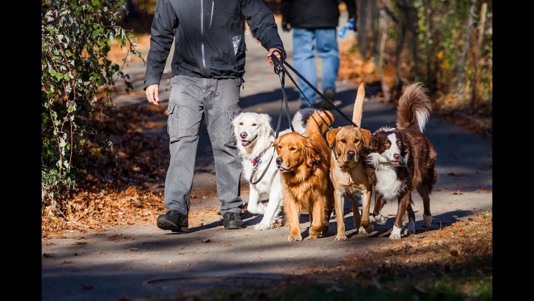 Встреча собак на прогулке