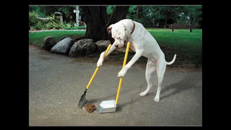 Собака гадит на пляже