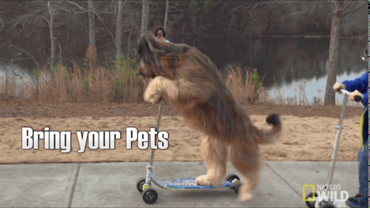 Уборка за собакой