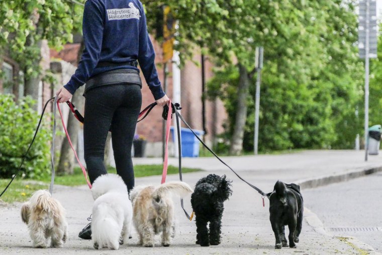 Dog Walker