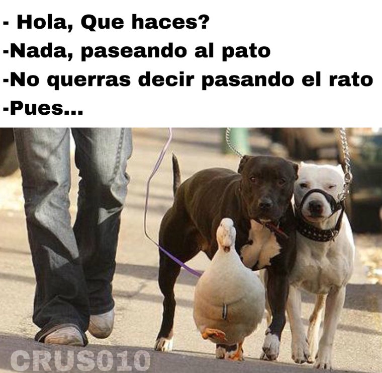 Собака с хозяином на прогулке