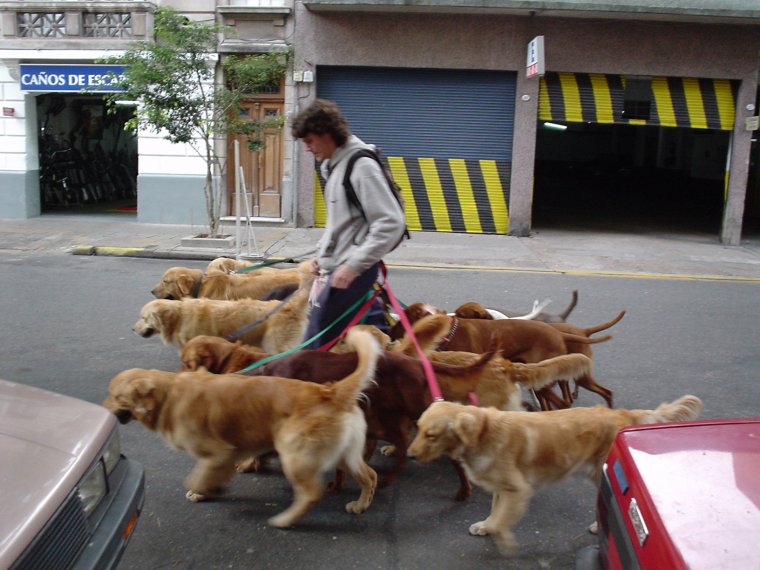 Смешное про собачников