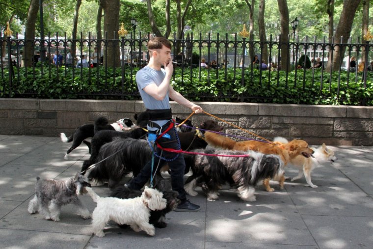 Рэдклифф выгуливает собак