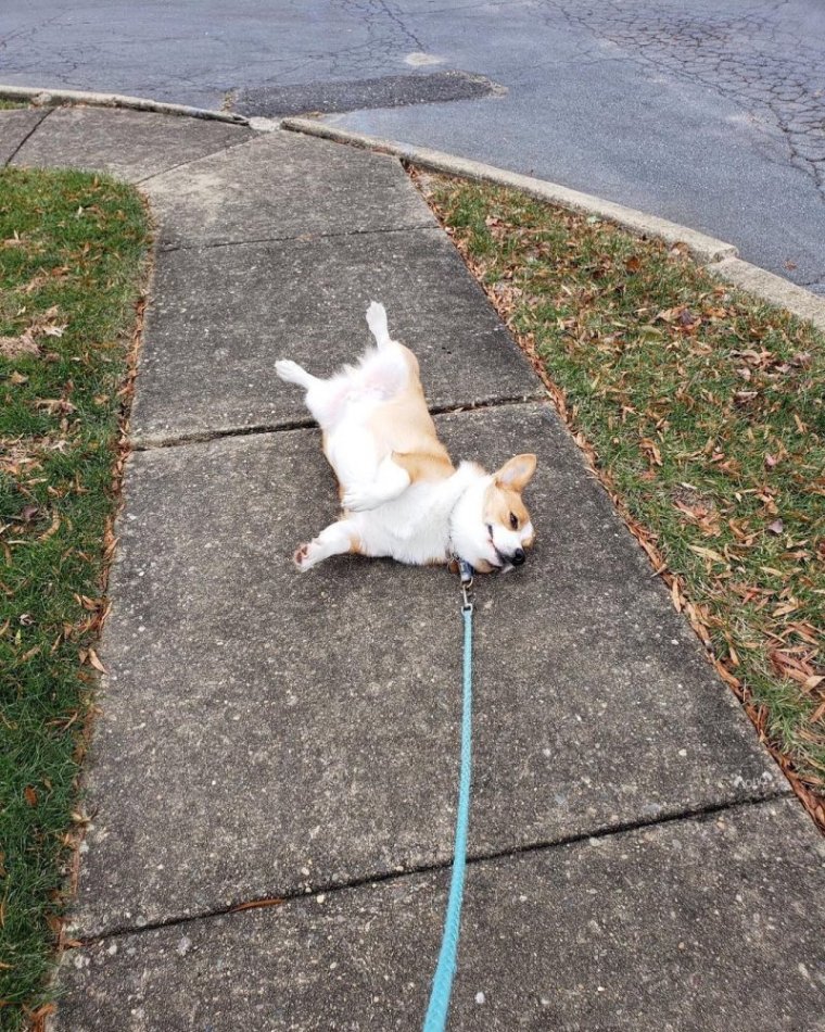 Веселая собака гуляет