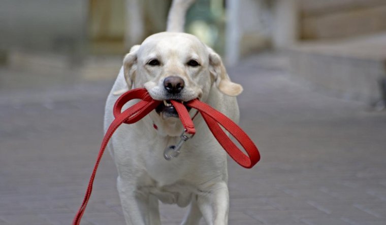 Поводок для собак