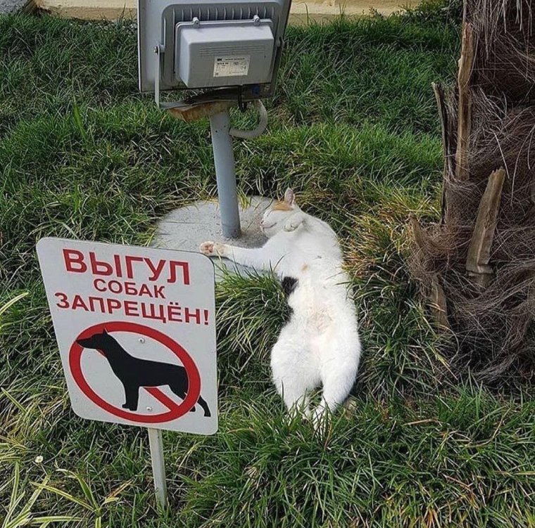 Выгул собак в парке