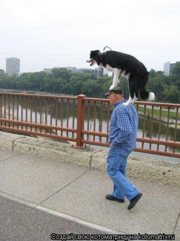 Гулять с собакой приколы