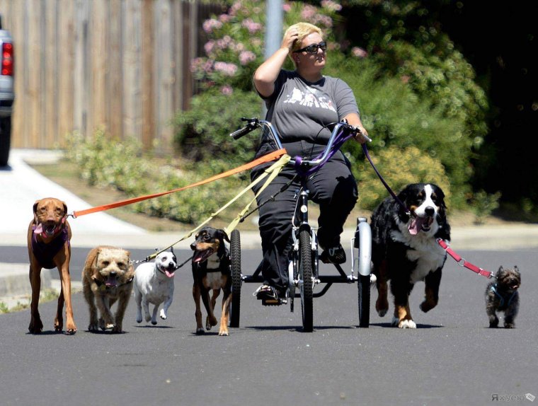 Много собак на поводке