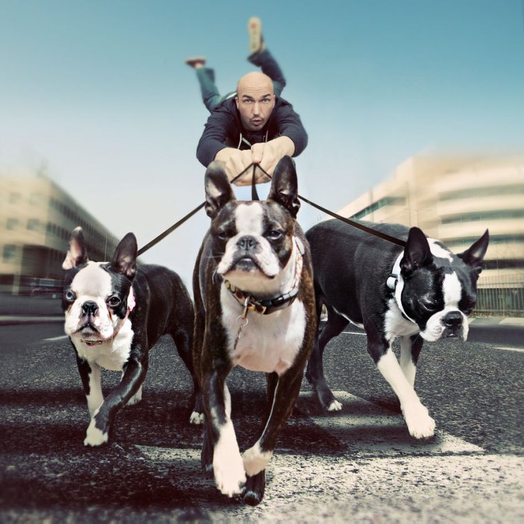 Человек с двумя собаками