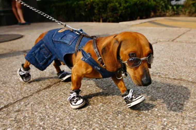 Ботинки для таксы