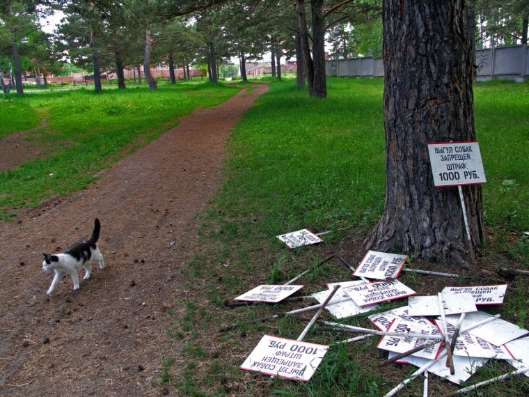 Выгул собак в неположенном месте