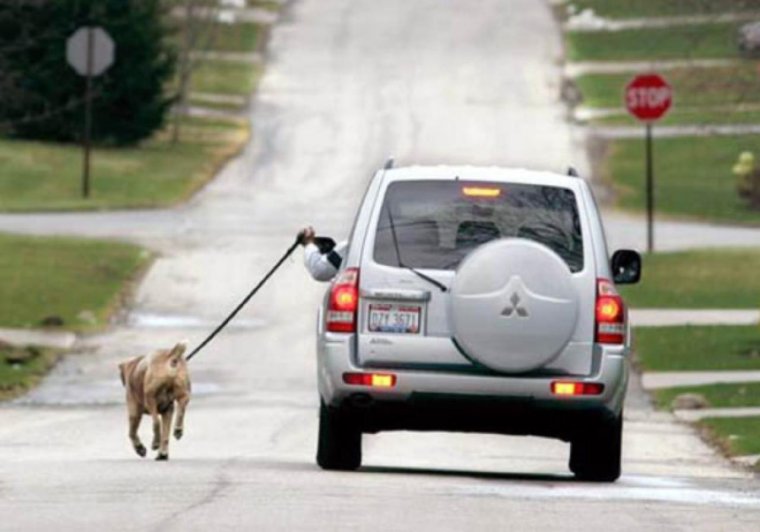 Смешно про прогулки с собакой