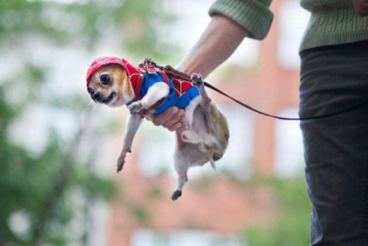 Маленькая собачка на прогулке