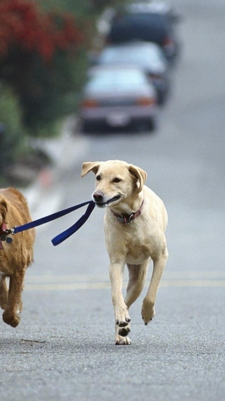 Карантин демотиватор
