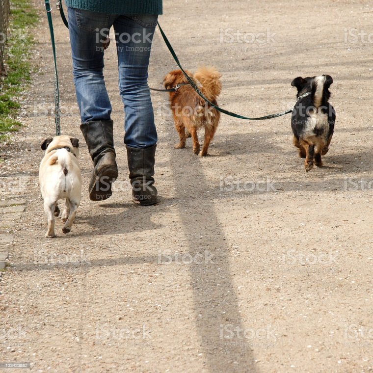 Выгуливать собаку