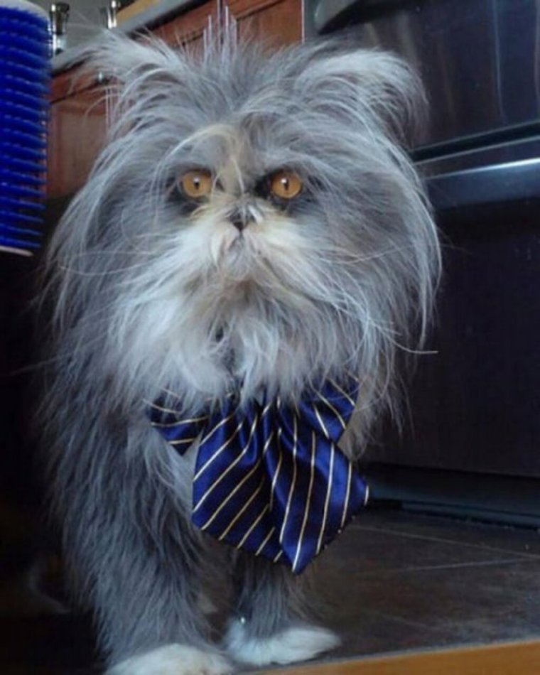 Смешной лохматый кот