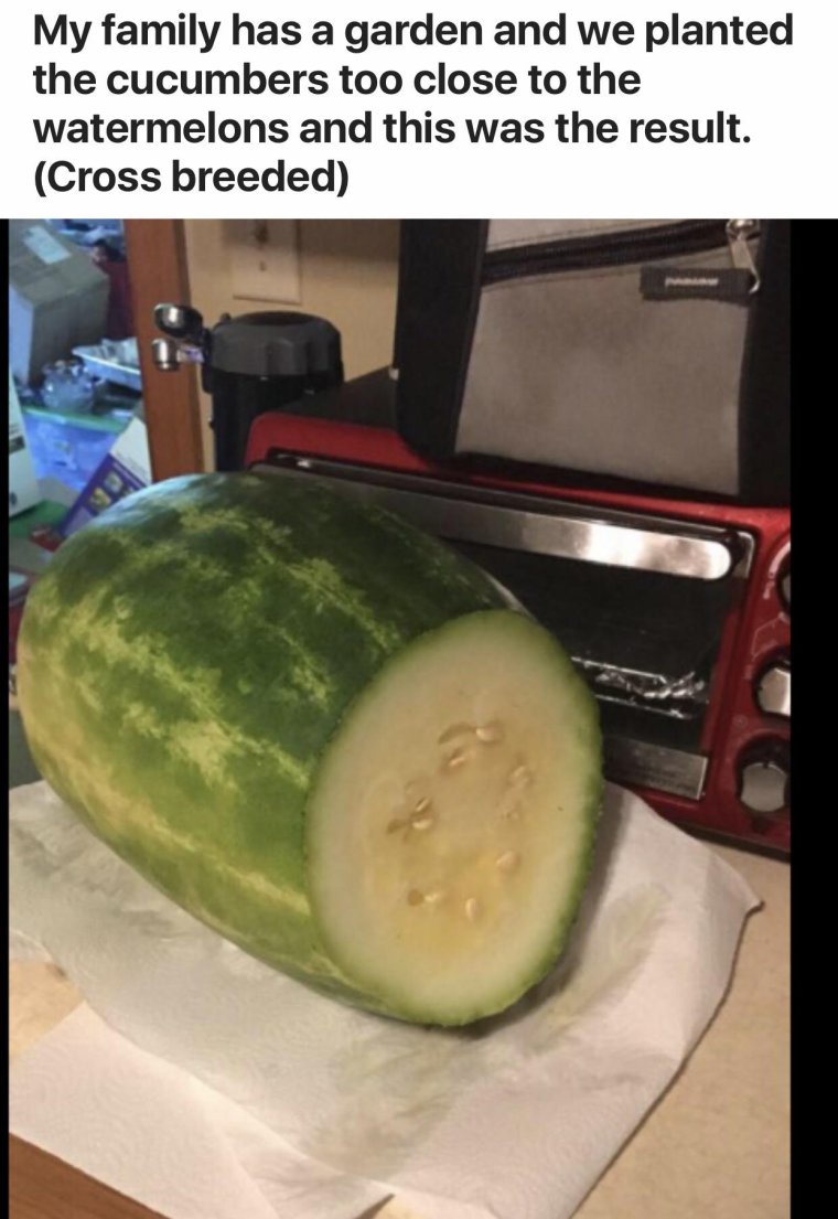 Шутки про Арбуз