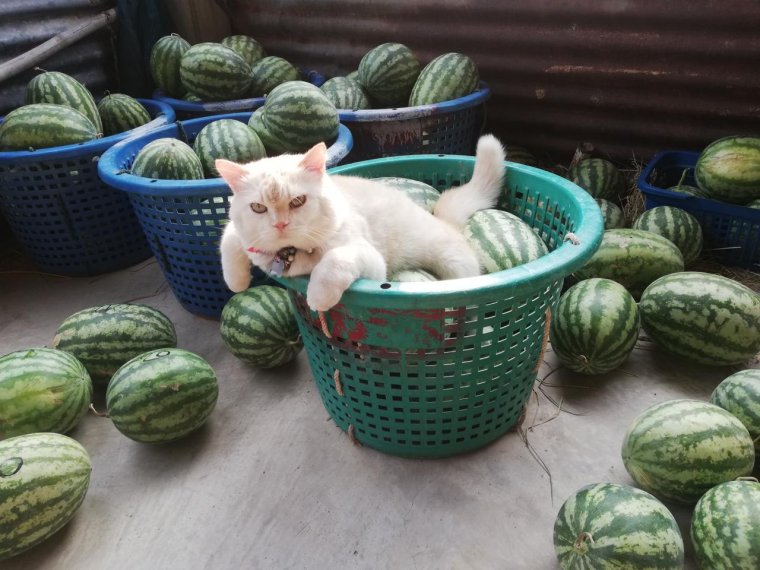 Коты и арбузы