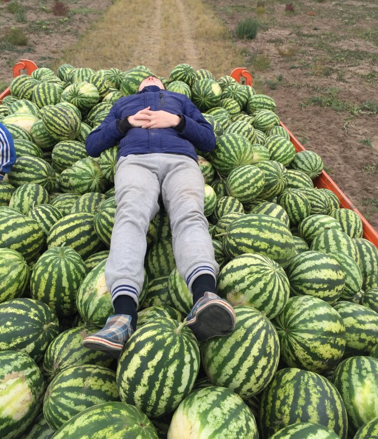 Забавные арбузы