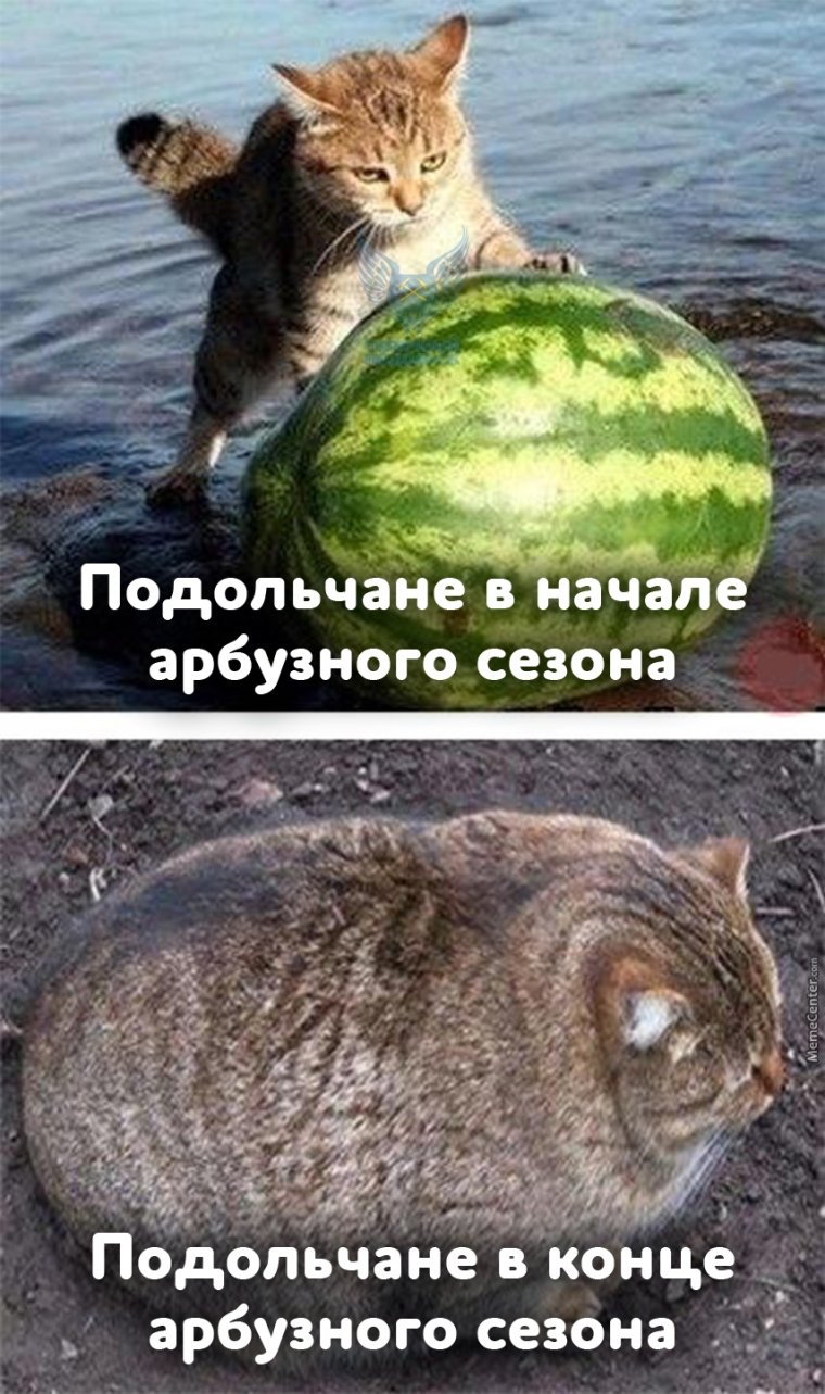Коты и арбузы