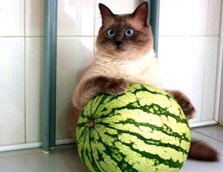 Кот на арбузе