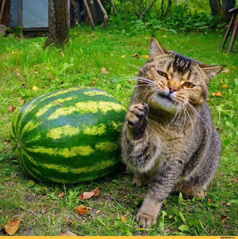Кот на арбузе открытка.