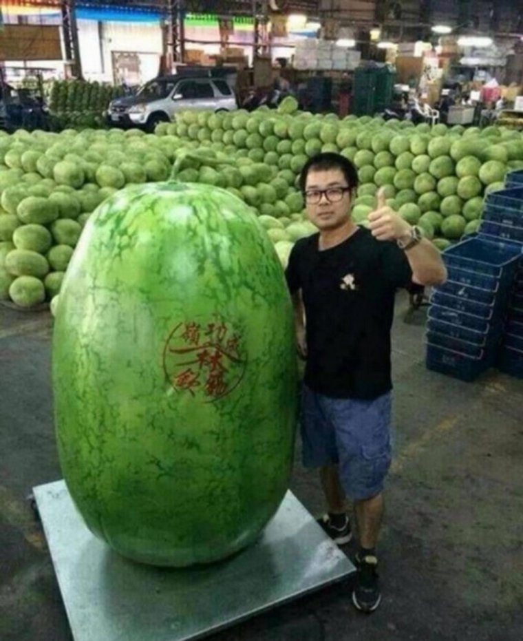 Самый большой Арбуз