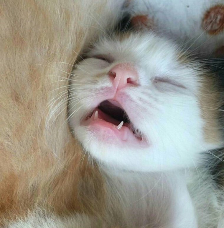 Котенок с открытым ртом