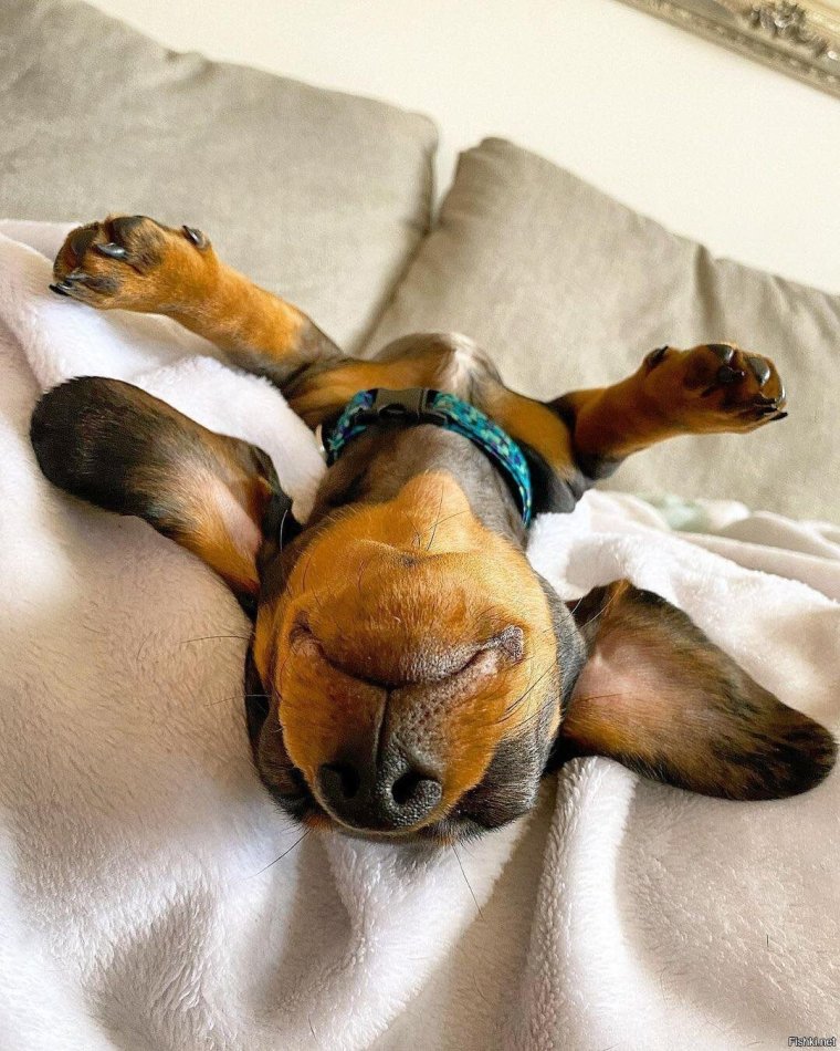 Собака потягивается