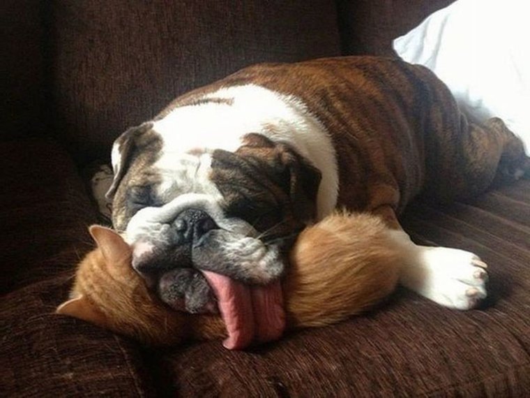 Животные спят смешно