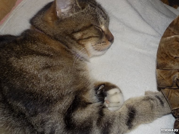 Сони Засони картинки