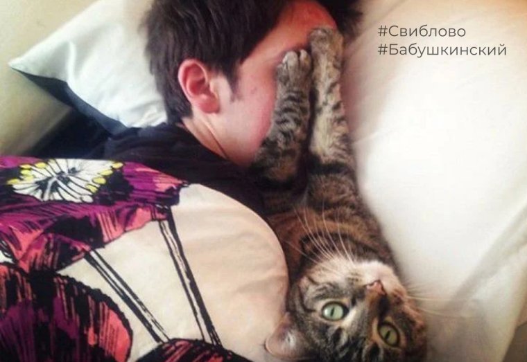 Кот будит по утрам