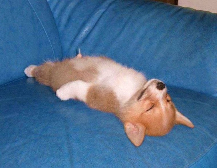 Корги устал