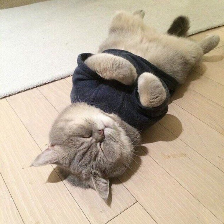 Сонная моська кота